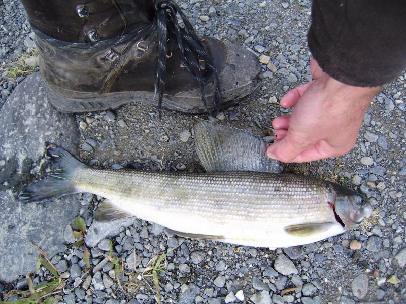 arctic grayling