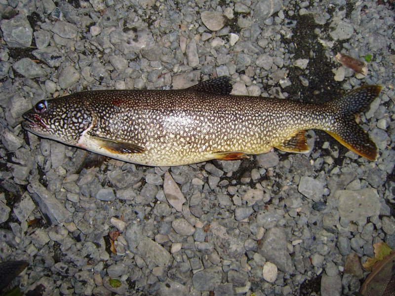 lake trout