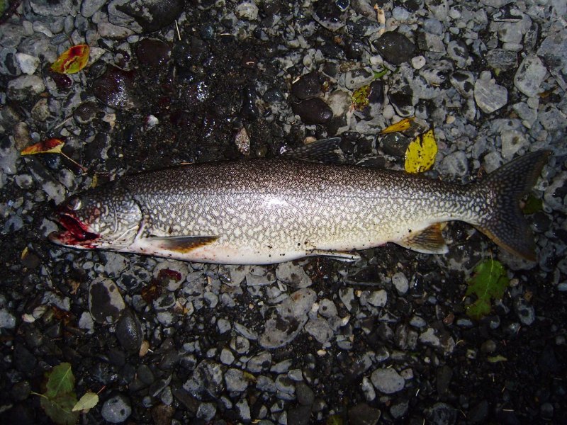 lake trout