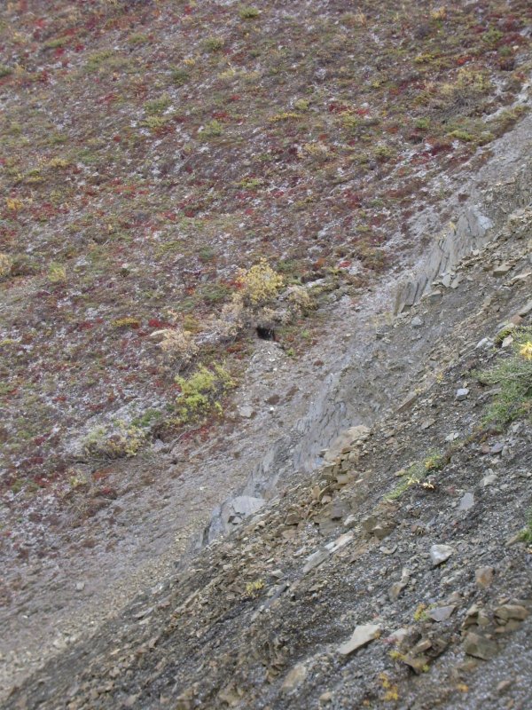 medvedi brloh, cca 70m vzdusnou carou